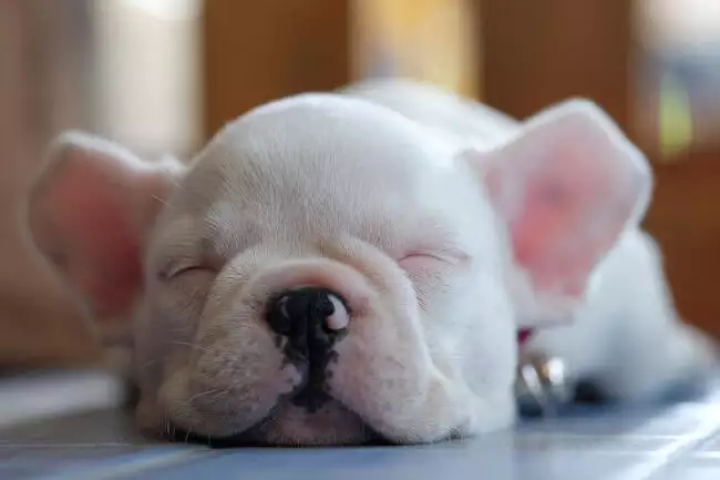 do different dog breeds have different dreams