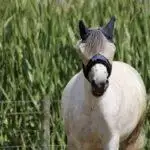 Why Do Horses Wear Masks?