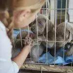 Dog Crate Training Guide