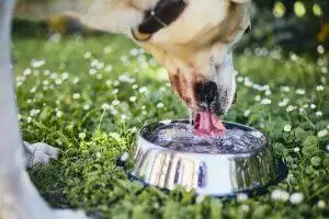 Why Is My Dog Drinking Lots of Water?
