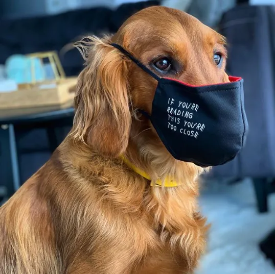 do pets need a mask for covid