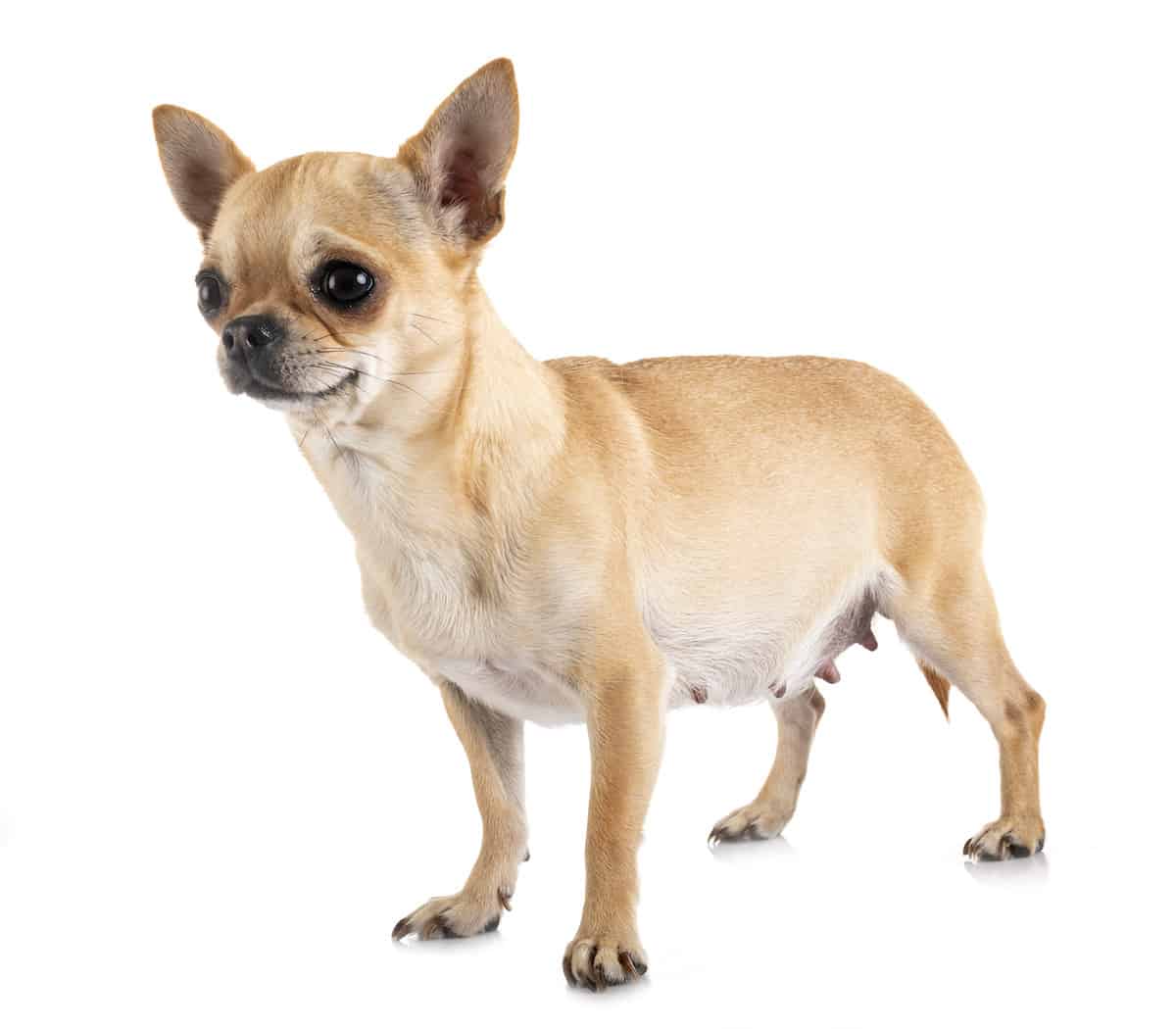 pregnant chihuahua