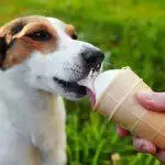 Tackling Dog Obesity