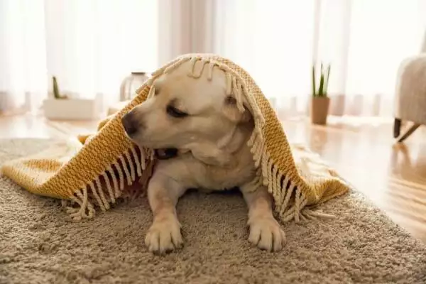 sensory experience for dog