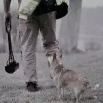 Best Pooper Scoopers UK 2026: Jaw, Rake & Foldable Reviews