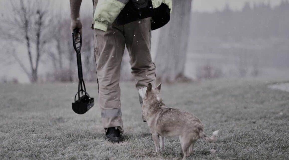 Best Dog Pooper Scoopers Reviewed for 2022 Petz