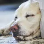 Why Does My Dog Snore?