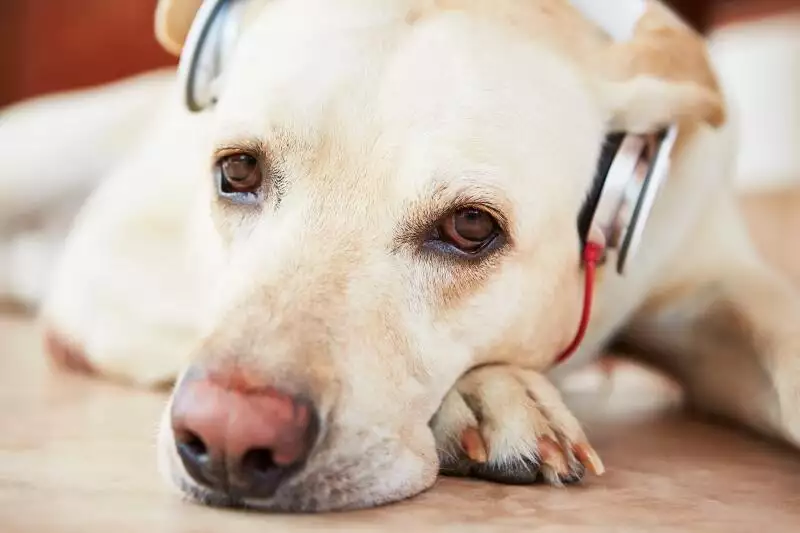 my dogs favourite podcast