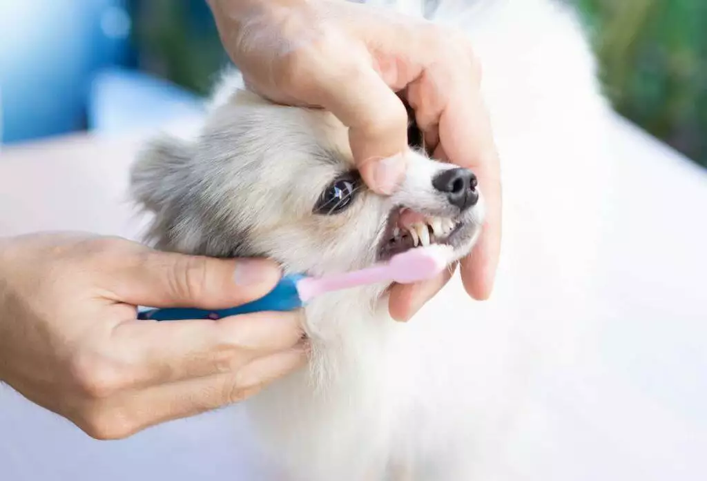 how to brush a dog's teeth