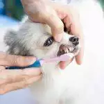 Dog Teeth Cleaning Guide