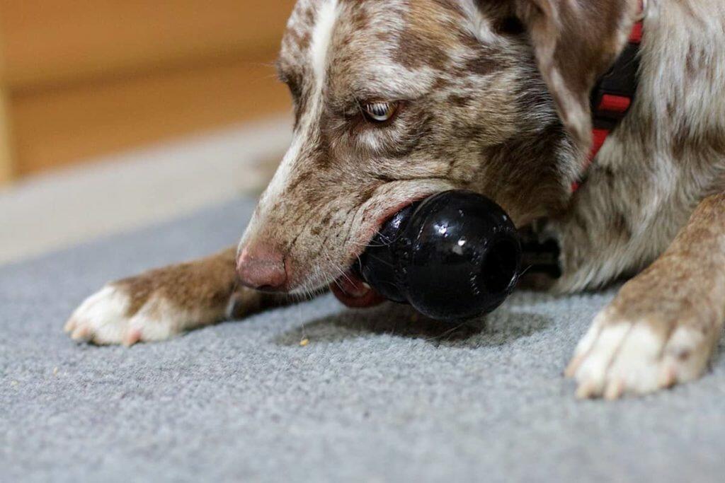 Dog with kong