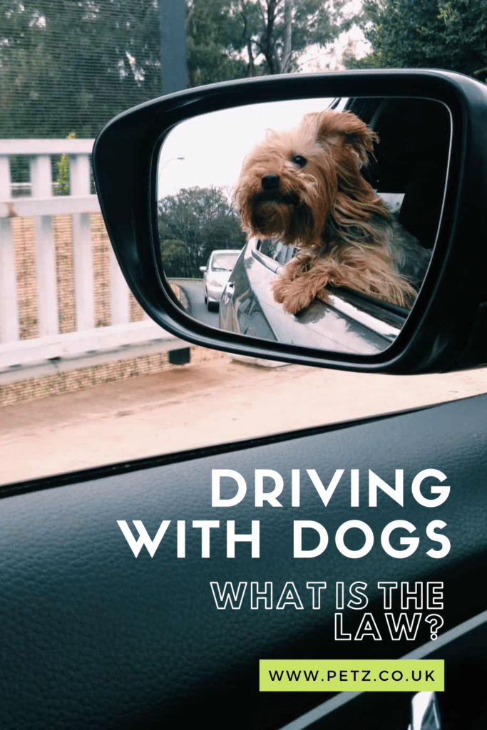 Driving With Dogs In Cars What's The Law? Petz