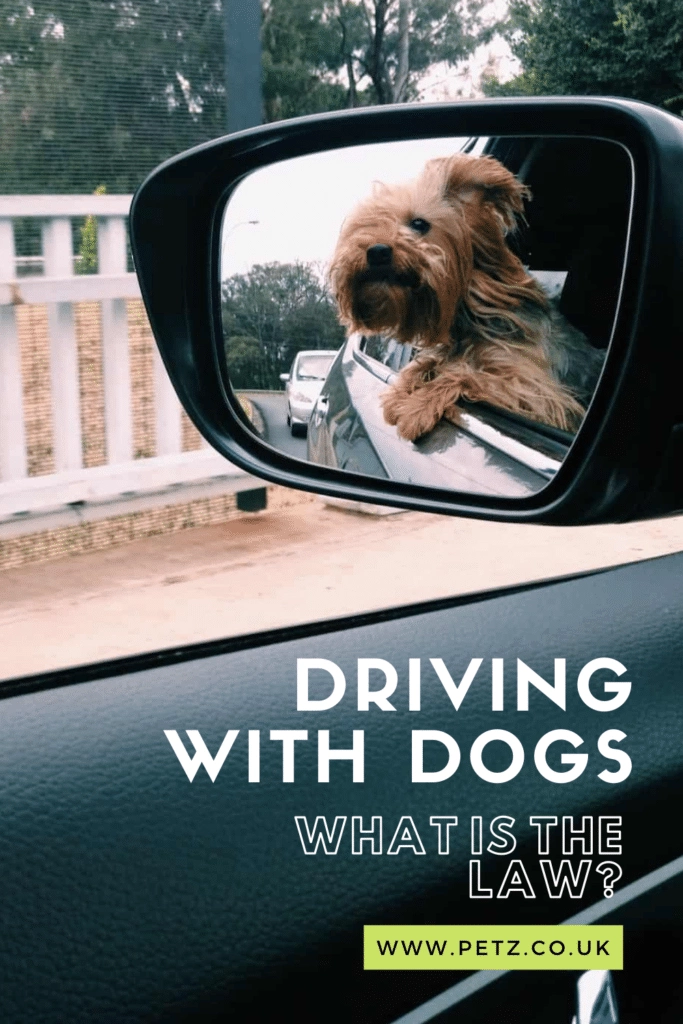 driving with dogs