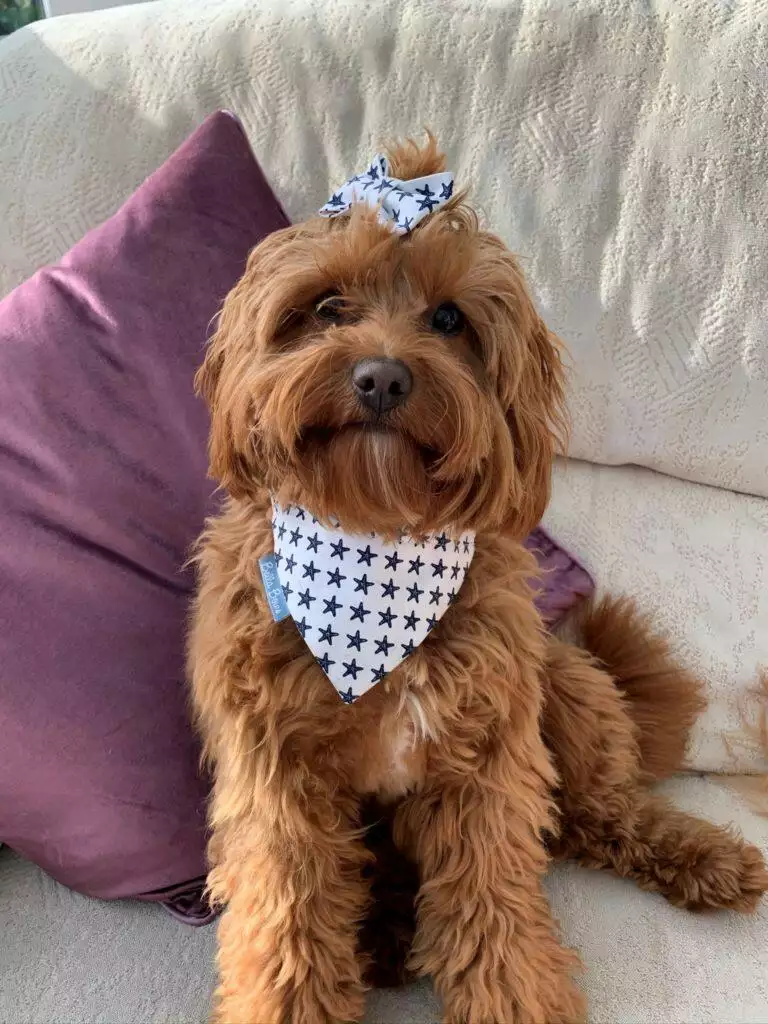 eddie & betsy @just.two.cavapoos