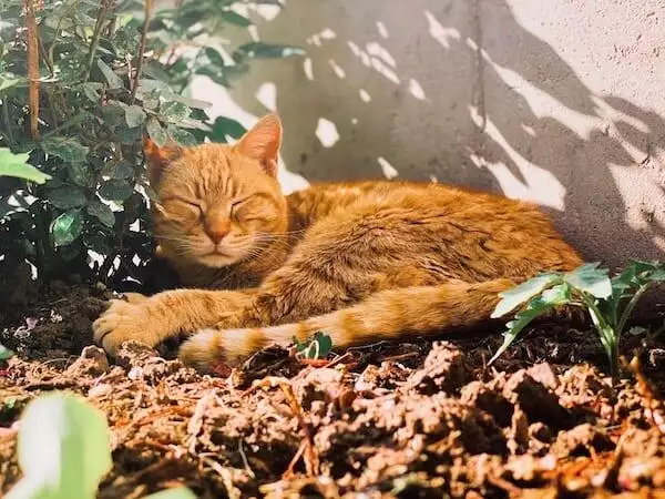 keep pets in the shade in hot weather