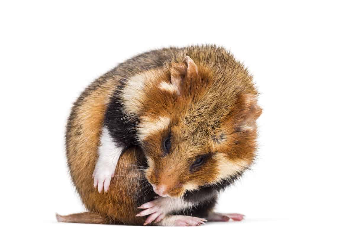 What Is Hamster Wet Tail? Petz