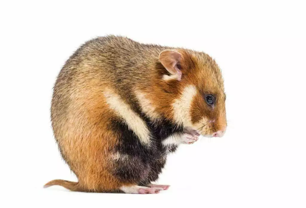 What is wet tail in hamsters?