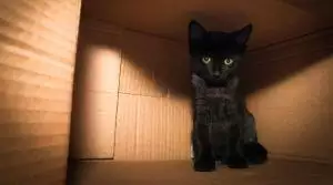 Dealing with Feline Spraying