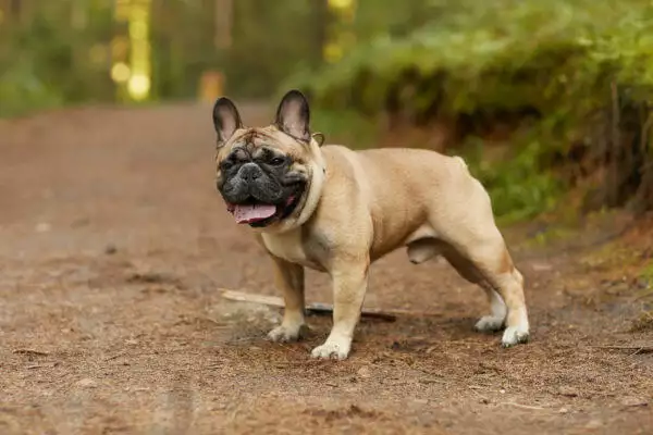 Most Expensive Dog Breeds To Insure - <a href=
