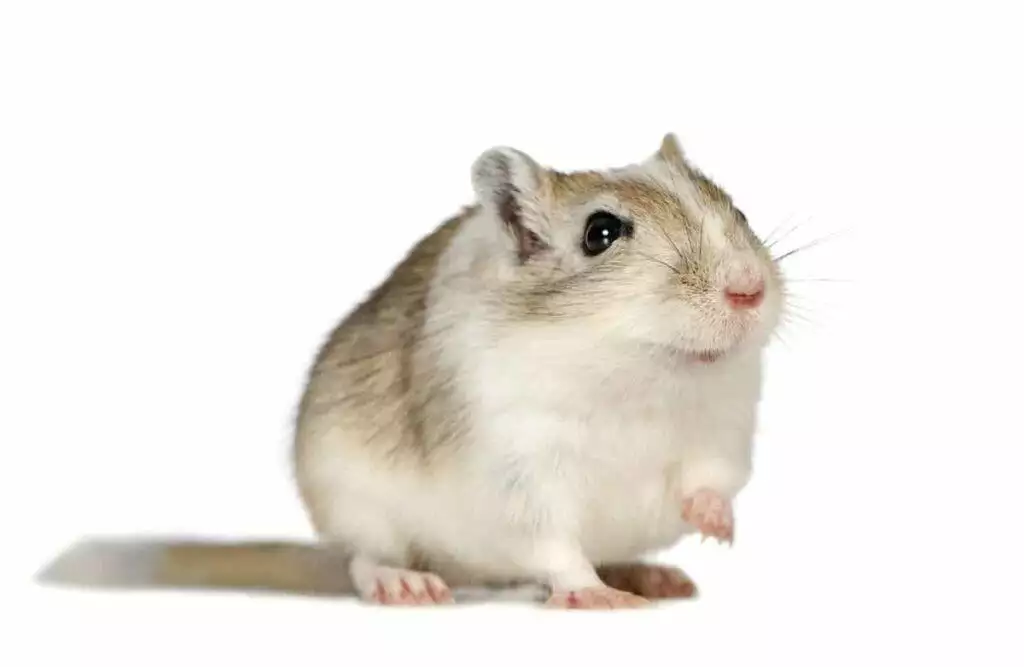 gerbil care sheet