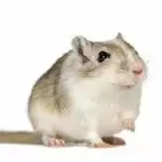 Gerbil Care Guide