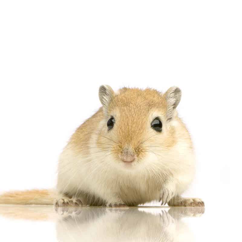 gerbil illness symptoms