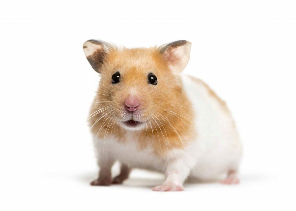 How Much Do Hamsters Cost? Petz