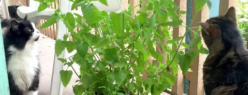 guide to catnip plants type