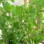 What Is Catnip And Is It Safe?