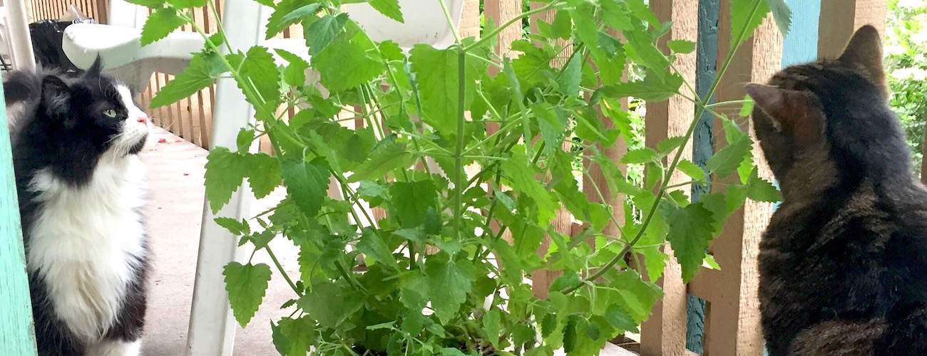 What Is Catnip And Is It Safe? Petz