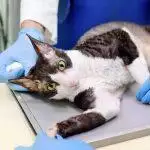 Microchipping Your Cat Or Dog: All You Need To Know