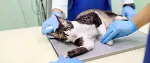 Microchipping Your Cat Or Dog: All You Need To Know