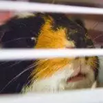 Guinea Pig Behaviour: What You Need To Know