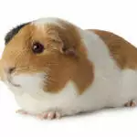 Guinea Pig Care Guide