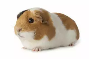 Guinea Pig Care Guide