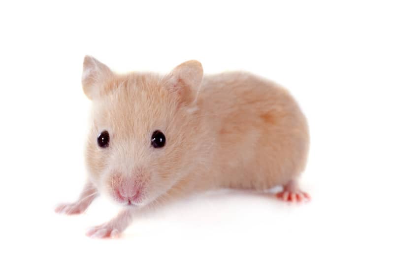 hamster health information