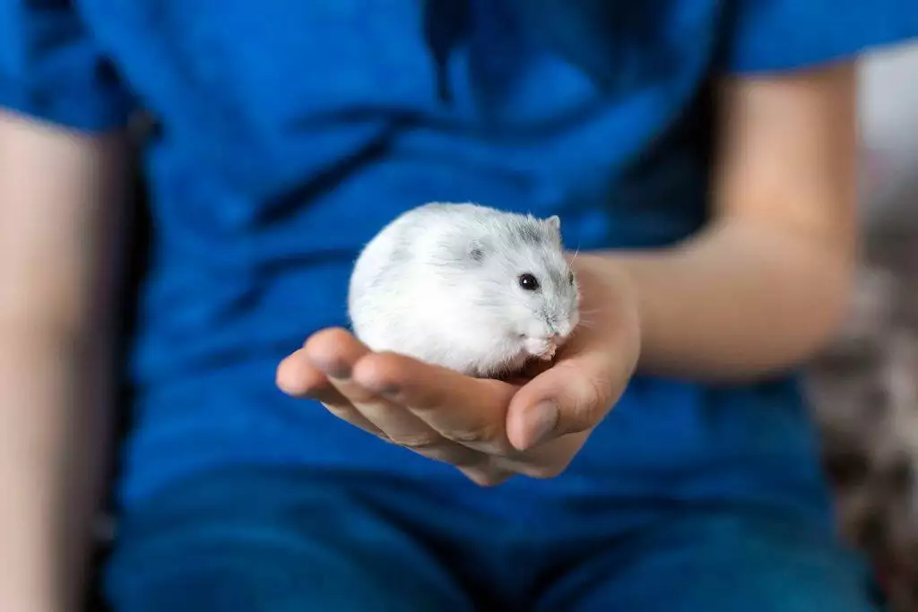 how much do hamsters cost?