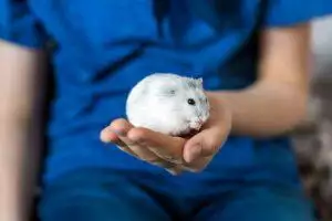 how much do hamsters cost?