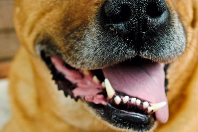 nice dog smile