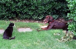 Bill Clinton pets socks and buddy sitting in the grass