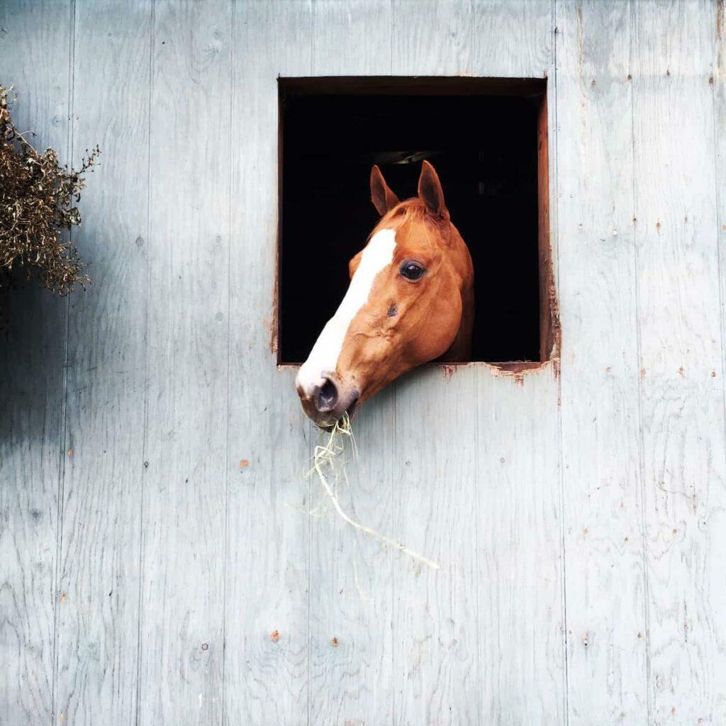 horse microchipping law
