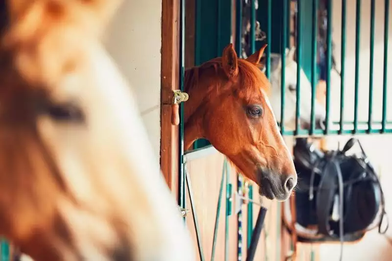 equine vaccinations coronavirus