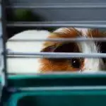How Big Should A Guinea Pig Cage Be?