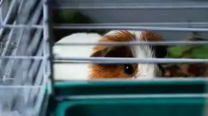How big should my guinea pig cage be?