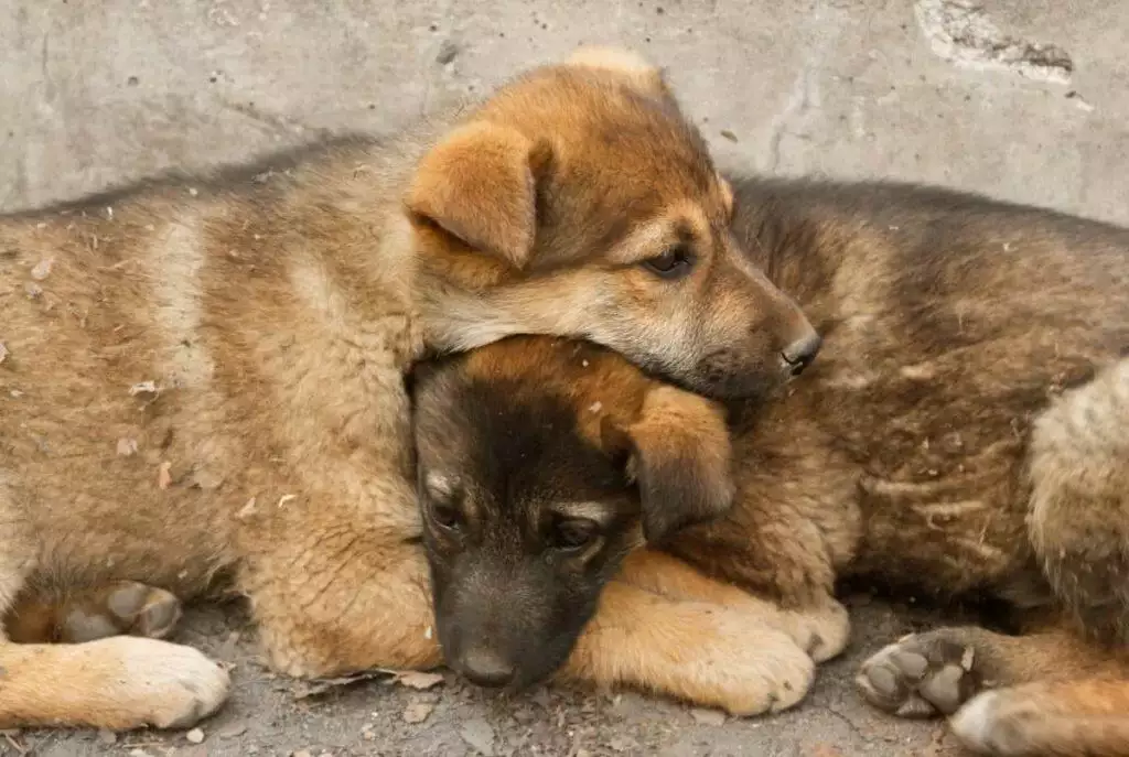 covid 19 impact shelters