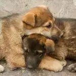 How Coronavirus Will Impact Animal Shelters 'For Years To Come'