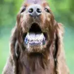 How Many Teeth Do Dogs Have?