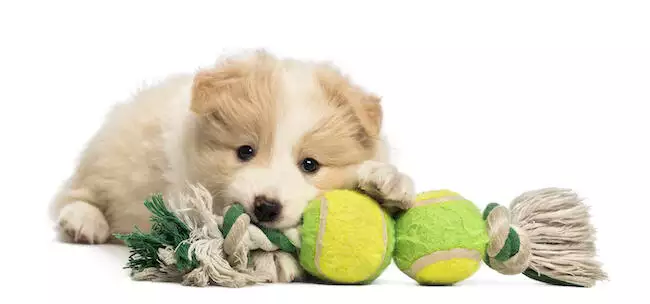 How many teeth do puppies have