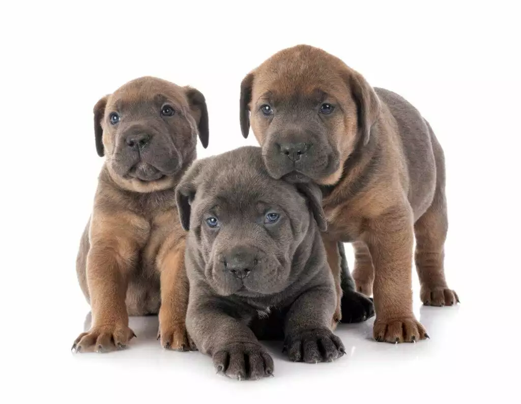 monthly cost of a dog