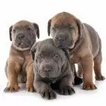 How Much Do Dogs Cost to Own?